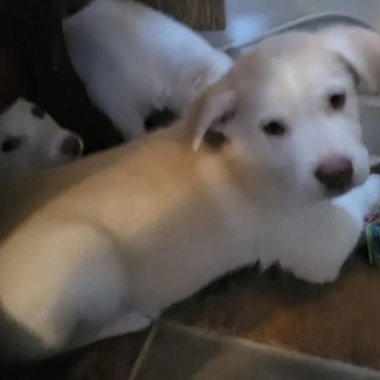 Husky Boy   thumbnail 3