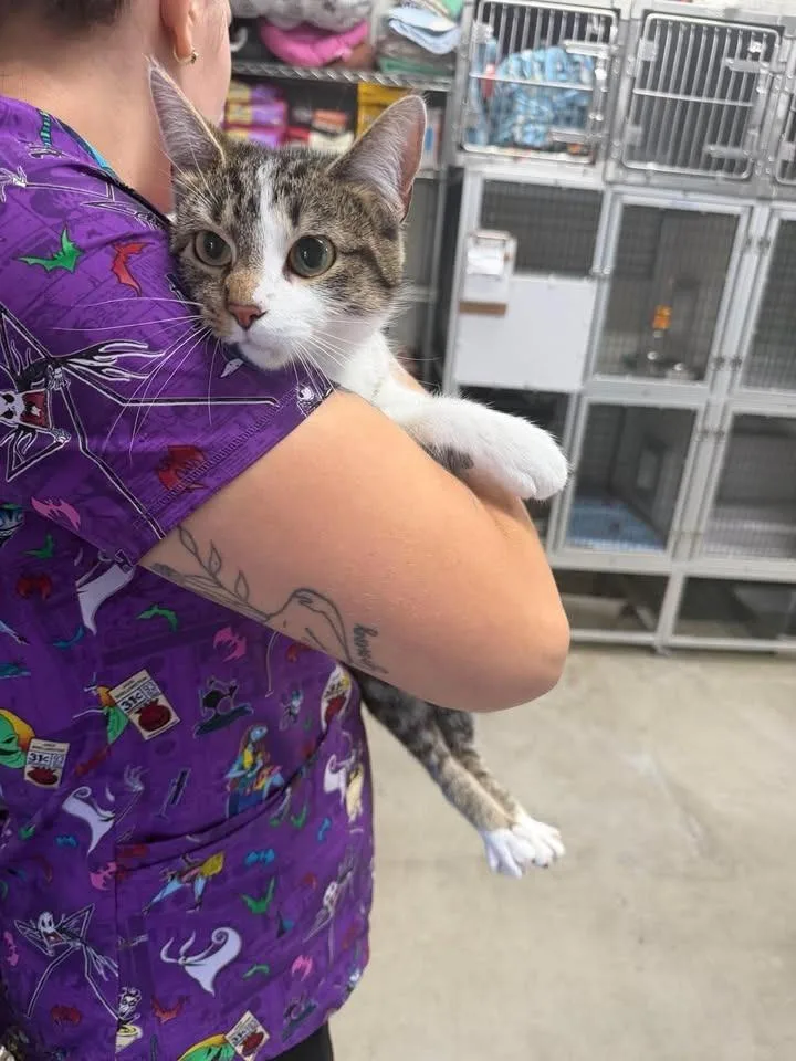 A young medium-sized female Domestic Short Hair cat named Guppie for adoption in Greensburg, IN