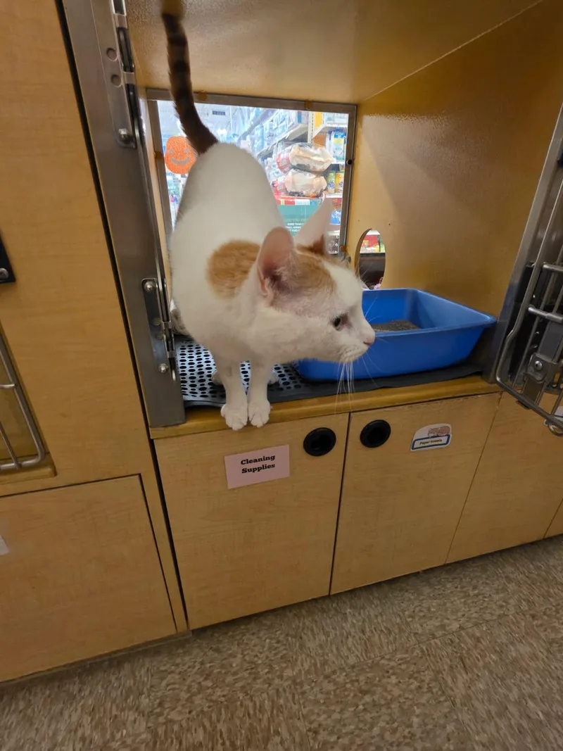 An adult medium-sized male White Domestic Short Hair cat named Pip for adoption in Phoenix, AZ