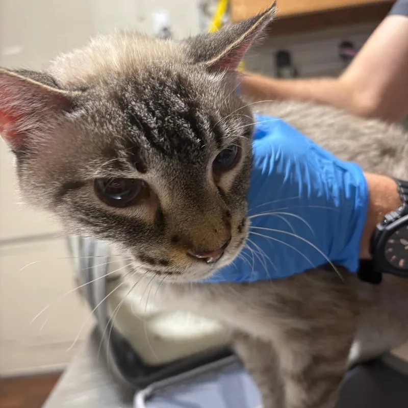 A senior medium-sized male Seal Point Domestic Short Hair cat named Leo for adoption in Milton, FL