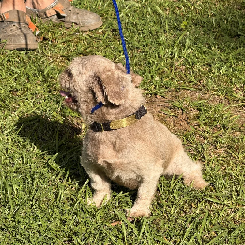 An adult small-sized male Shih Tzu dog named Gizmo for adoption in Texarkana, TX
