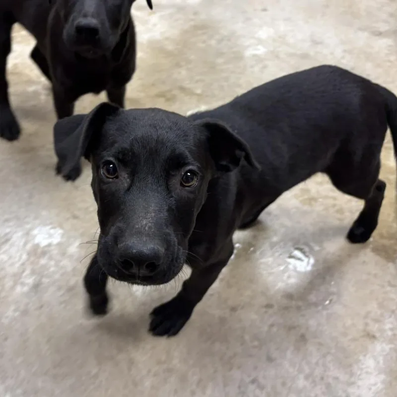 A baby small-sized male Labrador Retriever dog named Colton  U for adoption in Tupelo, MS