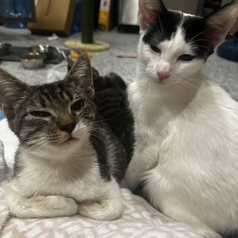 Clive Badger thumbnail 2