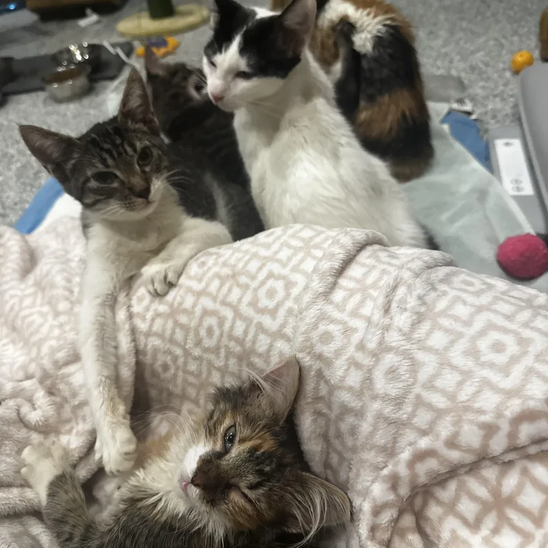 Clive Badger thumbnail 3