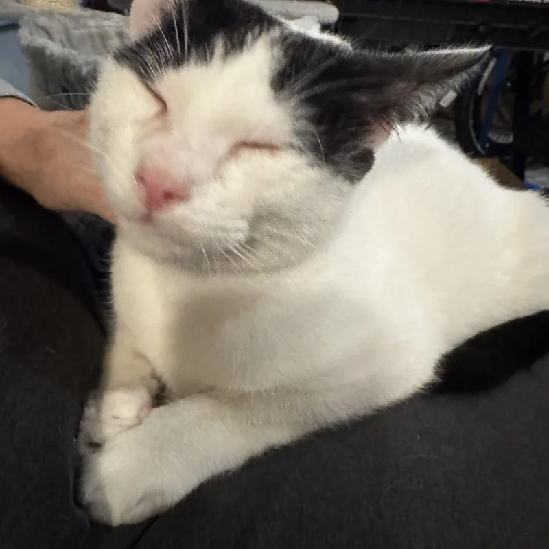 Clive Badger thumbnail 4