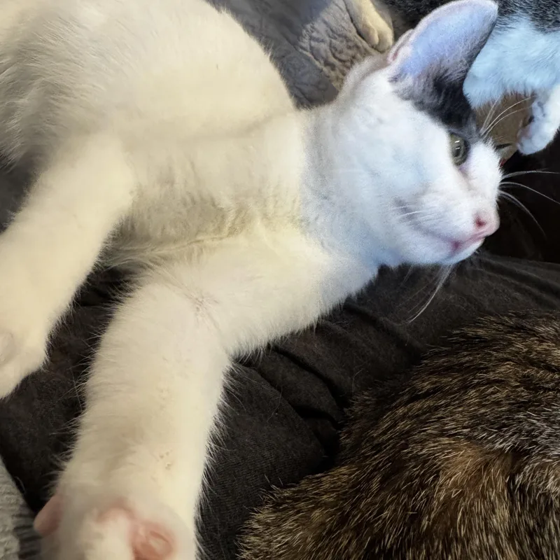 Clive Badger thumbnail 5