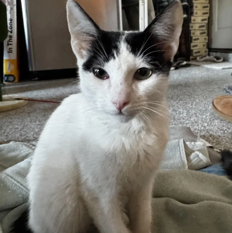 Clive Badger thumbnail 6