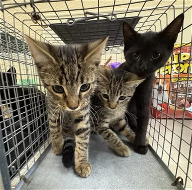 A baby small-sized male Domestic Short Hair cat named Mason for adoption in Fort Myers, FL