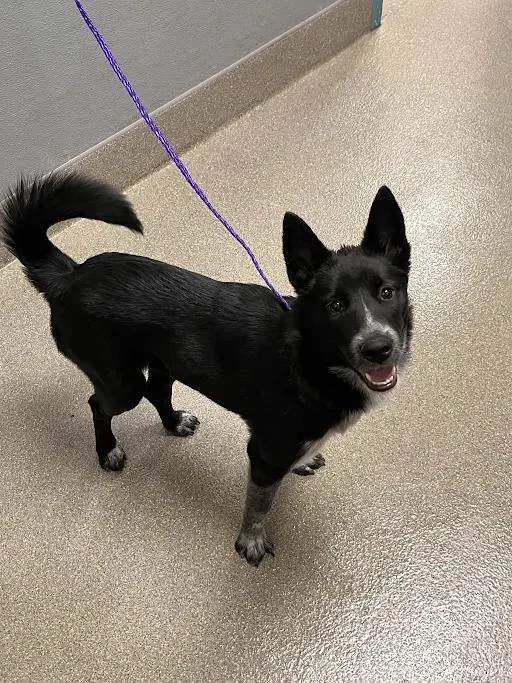A young medium-sized female Australian Cattle Dog / Blue Heeler dog named Muffin for adoption in Las Vegas, NV