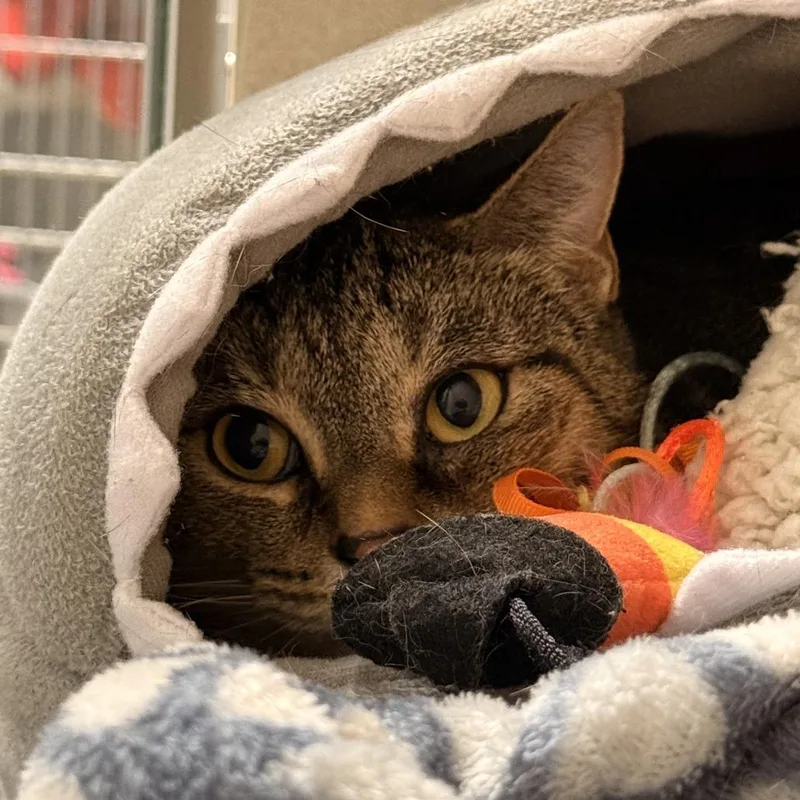 An adult medium-sized female Brown / Chocolate Domestic Short Hair cat named Bun Bun for adoption in Fredericksburg, VA