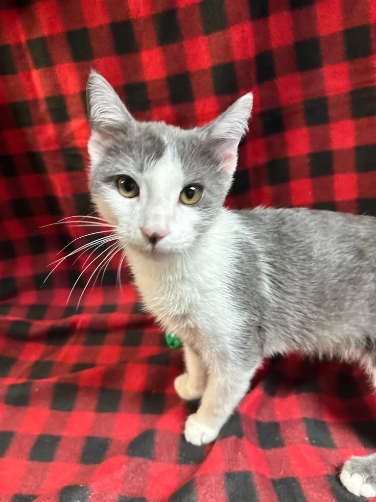 A baby medium-sized male Domestic Short Hair cat named Robert for adoption in Shelbyville, TN