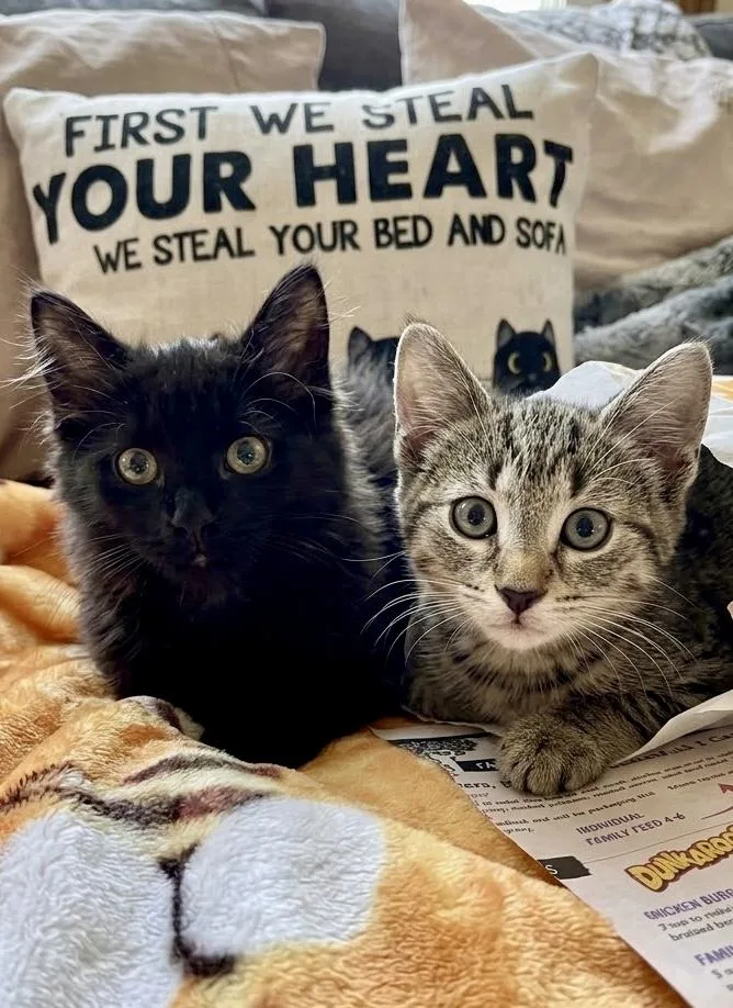 Sunshine & Tulip