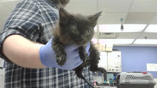 A baby small-sized male Domestic Short Hair cat named Onyx for adoption in Omaha, NE