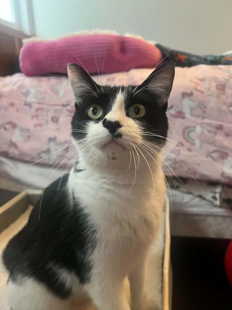 An adult medium-sized female Black Domestic Short Hair cat named Patches for adoption in Omaha, NE