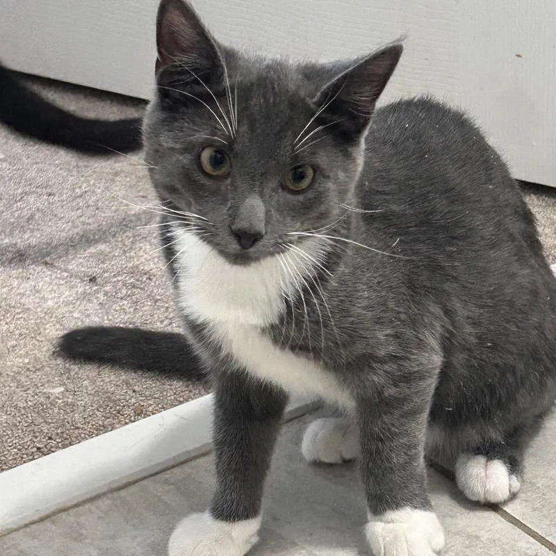 A young medium-sized male Gray / Blue / Silver Domestic Short Hair cat named Jasper for adoption in Morgantown, WV