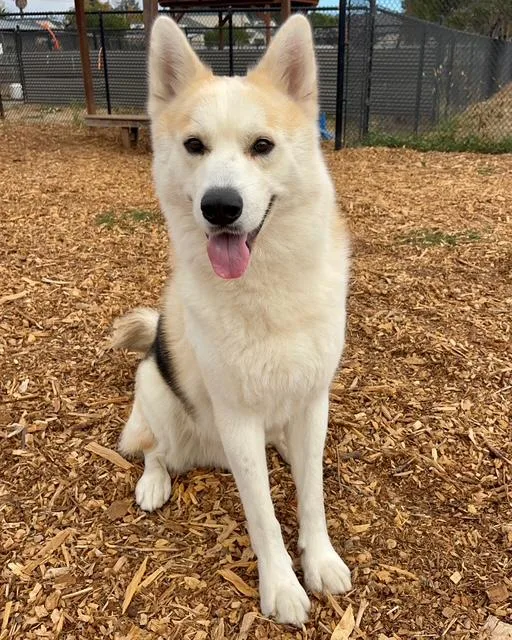 An adult large-sized male Siberian Husky dog named Kenai for adoption in Santa Cruz, CA
