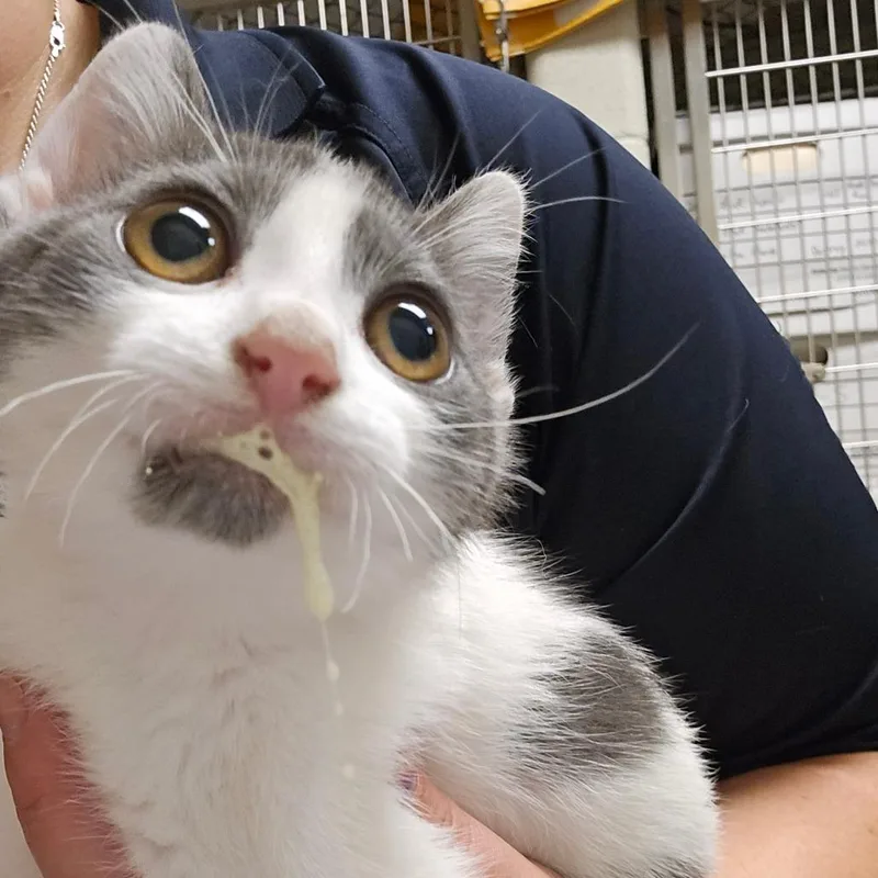 A baby small-sized female Gray / Blue / Silver Domestic Short Hair cat named DJ Spinderella for adoption in Bristol, IN