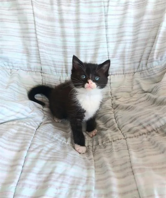 A baby small-sized male Domestic Short Hair cat named Liberty for adoption in Tustin, CA