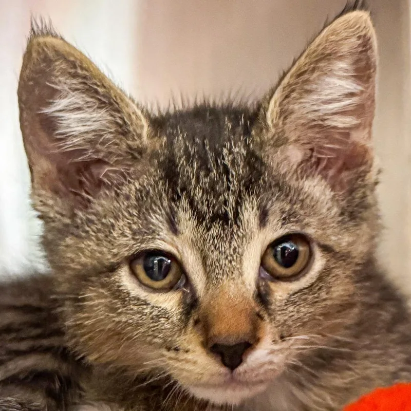 A baby small-sized female Brown / Chocolate Domestic Short Hair cat named Emmy Demmy Dong for adoption in Kennebunk, ME