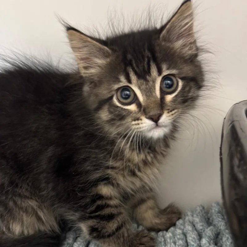 A baby small-sized female Brown / Chocolate Domestic Short Hair cat named Cheese for adoption in League City, TX