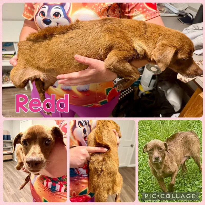 Redd
