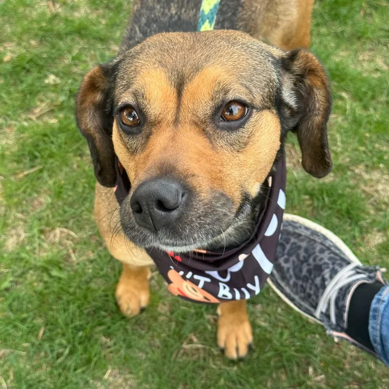 An adult medium-sized female Brown / Chocolate Mixed Breed dog named Camilla for adoption in Pekin, IL