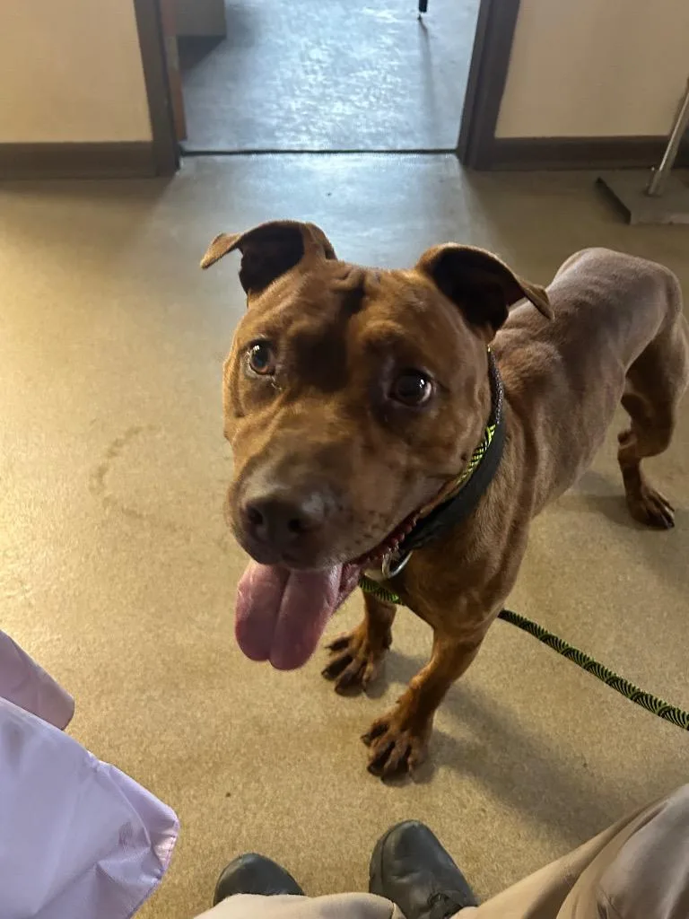 An adult medium-sized male Pit Bull Terrier dog named Axel for adoption in Springfield, OH