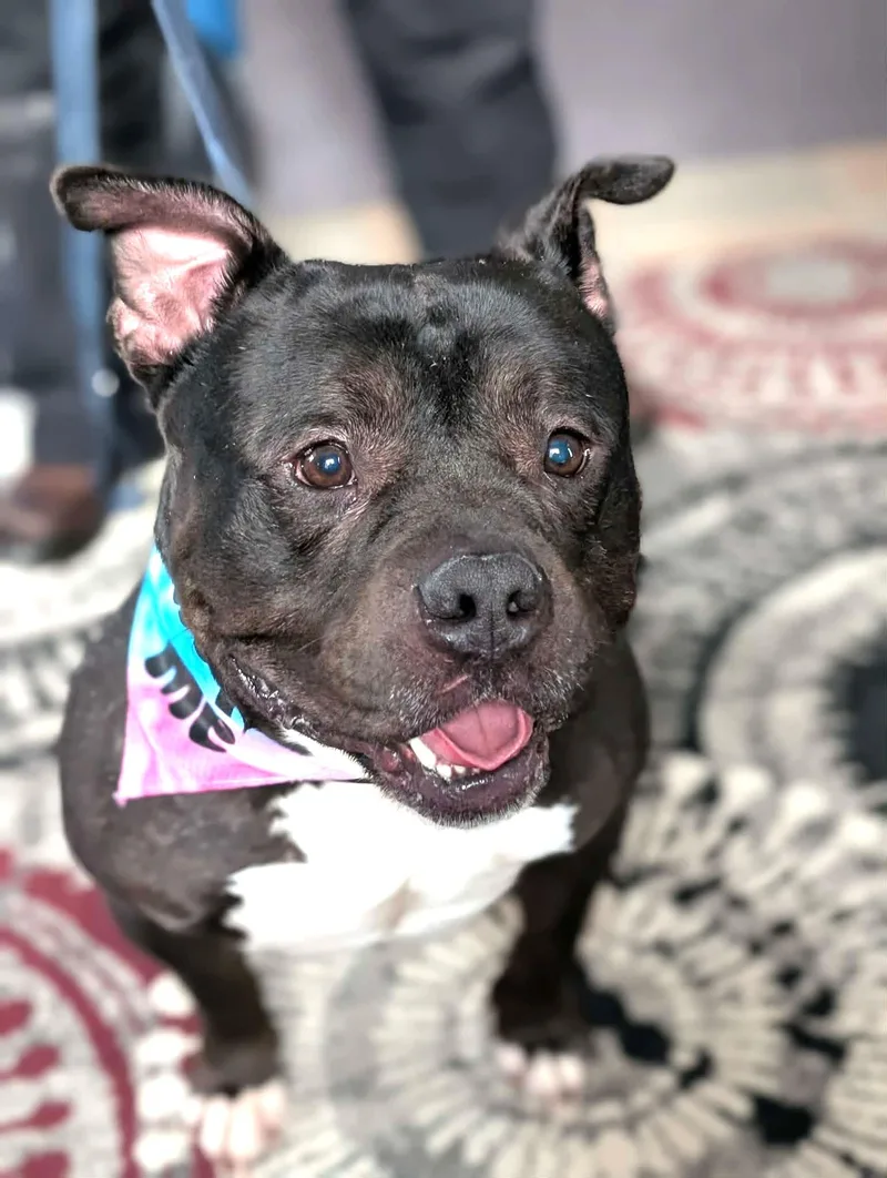 A young medium-sized male American Bully dog named Bugsy for adoption in Maybrook, NY