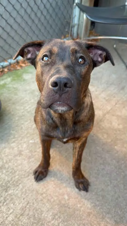 An adult medium-sized female Brindle Pit Bull Terrier dog named Tanzania for adoption in Chicago, IL