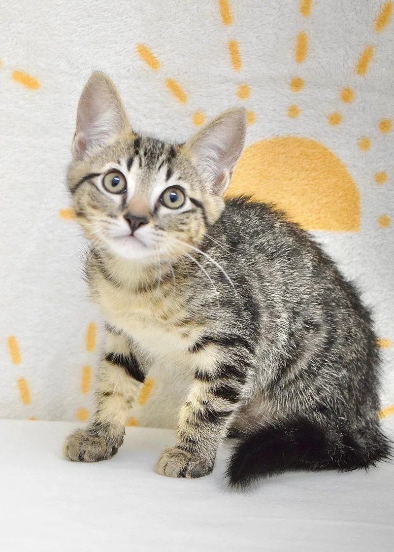 A baby medium-sized male Tabby (Brown / Chocolate) Domestic Short Hair cat named Finch for adoption in Dublin, CA