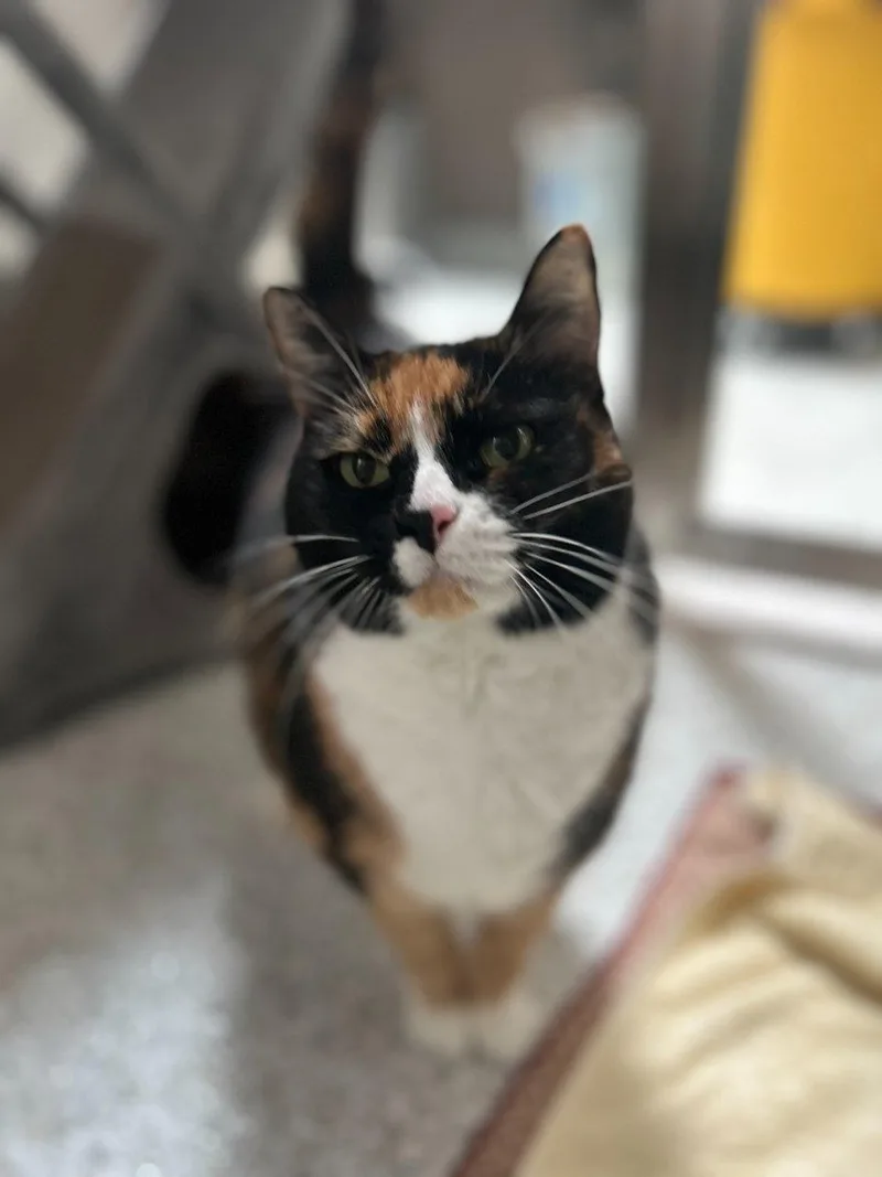A senior medium-sized female Calico Domestic Short Hair cat named Evelyn for adoption in Raleigh, NC