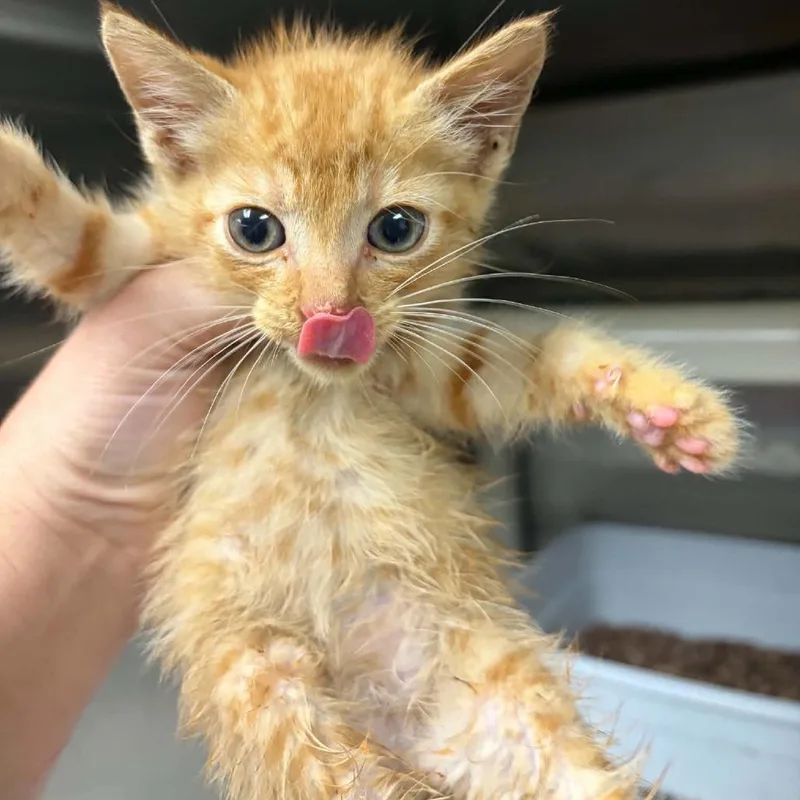 A baby small-sized male Orange / Red Domestic Short Hair cat named Sherbert for adoption in Marion, VA