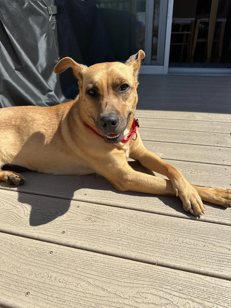 A young medium-sized female Golden Labrador Retriever dog named Katie for adoption in Harrison, NY
