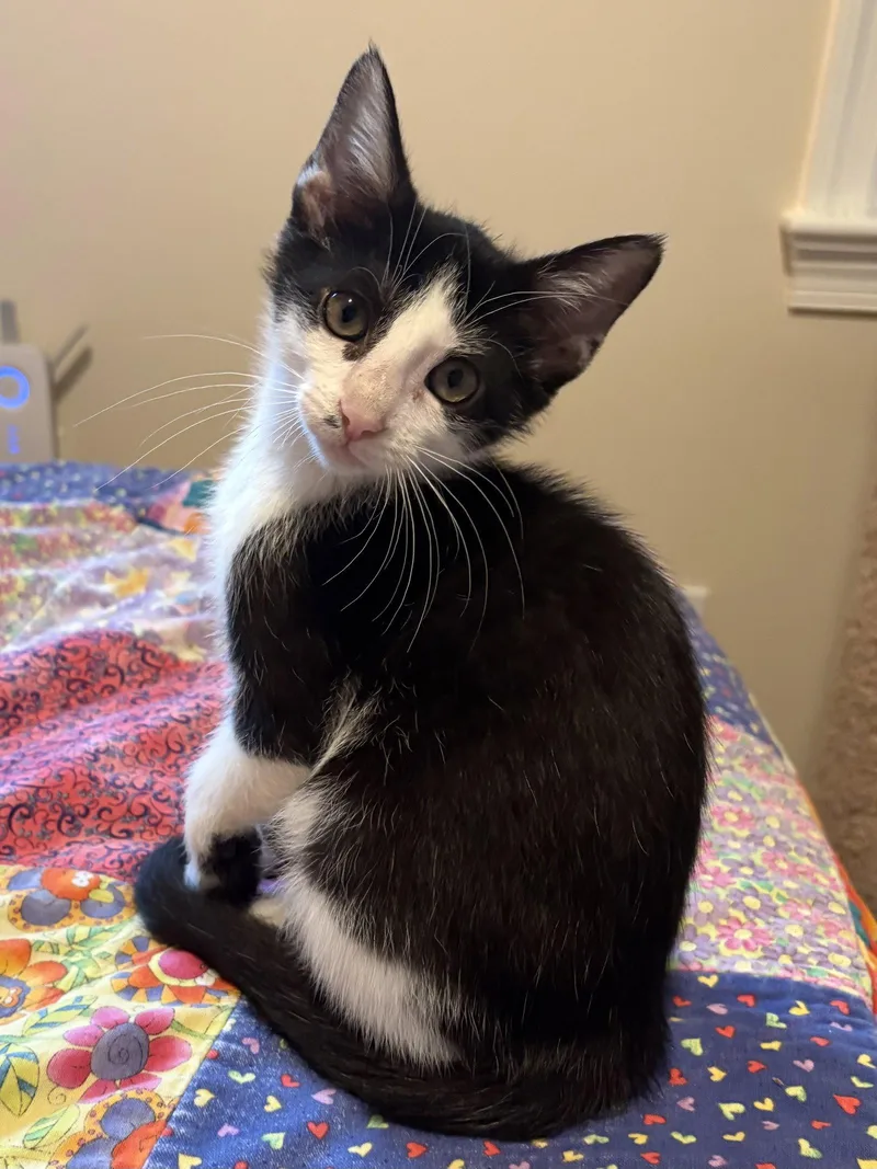 A baby medium-sized male Domestic Short Hair cat named Lil' Jack for adoption in Leesburg, VA