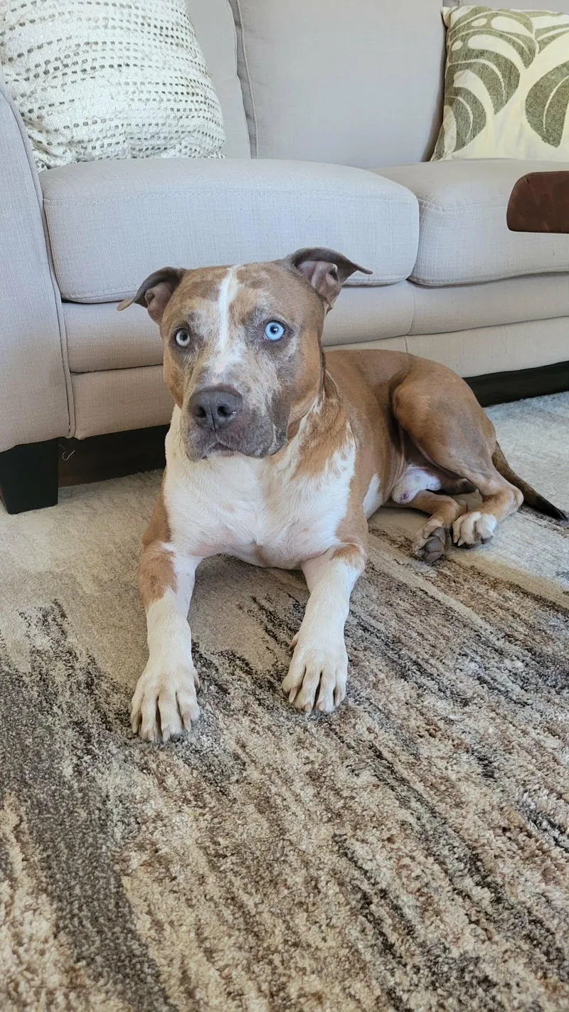 A young medium-sized male Brown / Chocolate Pit Bull Terrier dog named Rune for adoption in Westwood, NJ