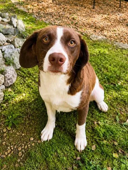 An adult medium-sized female Australian Shepherd dog named Daphne for adoption in Dahlonega, GA