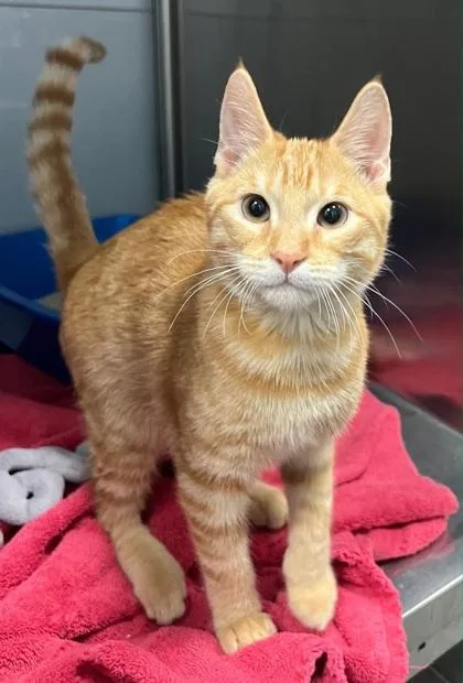 A baby small-sized male Domestic Short Hair cat named Jameson for adoption in Fresno, CA