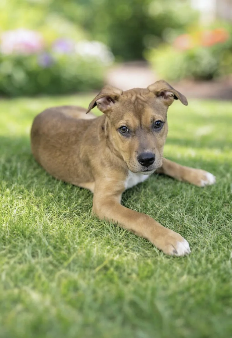 A baby medium-sized male Yellow / Tan / Blond / Fawn Hound dog named Rusty for adoption in Huntingtown, MD