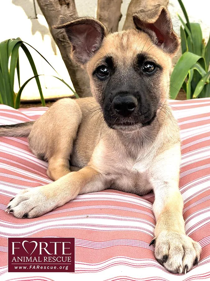 A baby medium-sized female Yellow / Tan / Blond / Fawn German Shepherd Dog dog named Dinah for adoption in Marina Del Rey, CA