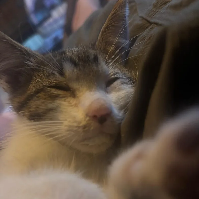 A baby small-sized male White Domestic Short Hair cat named Pirate for adoption in Rochester, MN