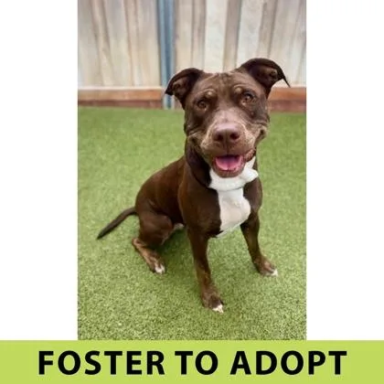 An adult large-sized female Mixed Breed dog named Fuchsia for adoption in Eugene, OR