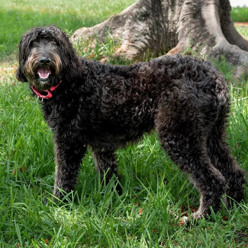 An adult medium-sized female Black Golden Retriever dog named Bonnie for adoption in Miami, FL