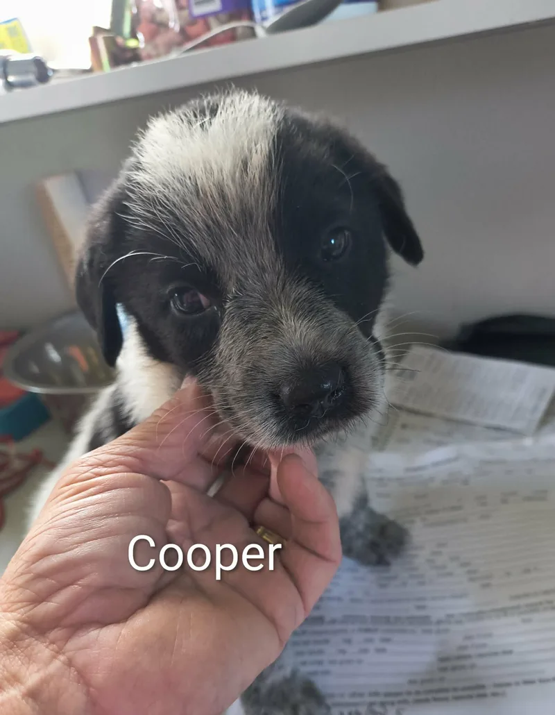 A baby large-sized male Shepherd dog named Cooper for adoption in Stover, MO