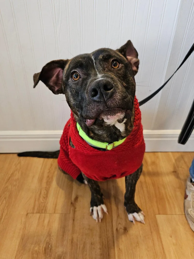 A young large-sized male Pit Bull Terrier dog named Timmy for adoption in Cedar Rapids, IA