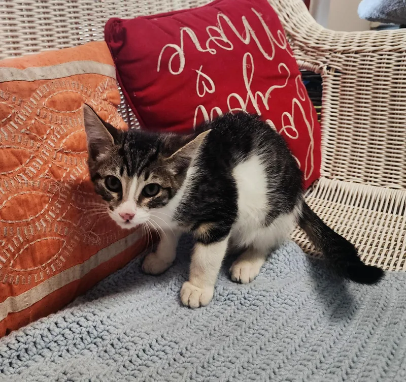 A baby medium-sized male Tabby (Buff / Tan / Fawn) Domestic Short Hair cat named Luke Colms for adoption in Slidell, LA