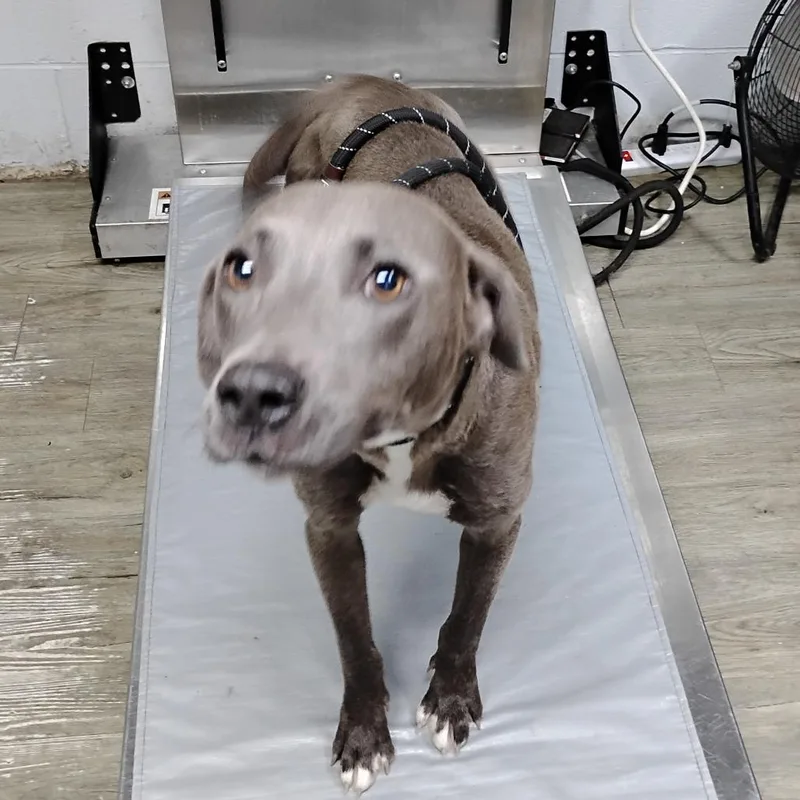 An adult medium-sized female Gray / Blue / Silver Mixed Breed dog named Gretel for adoption in Summerville, SC