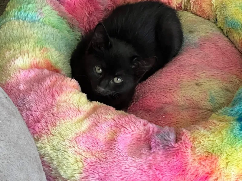 A young medium-sized female Black Domestic Short Hair cat named Onyx for adoption in Riverside, RI