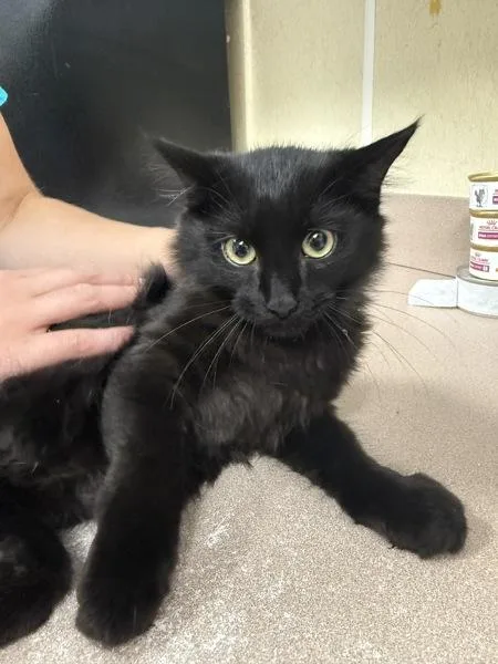A baby small-sized male Maine Coon cat named Tito for adoption in Salisbury, MD