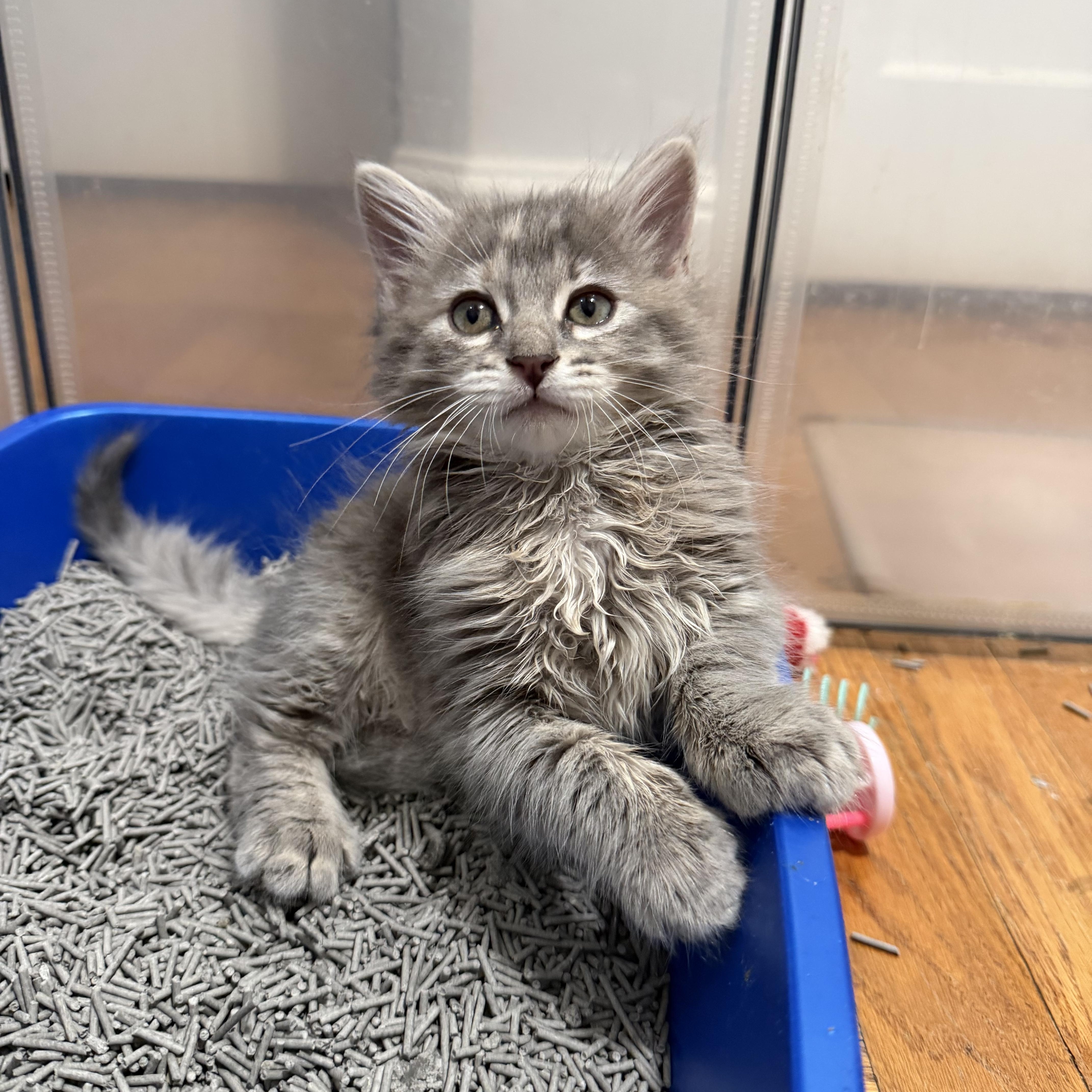 A baby medium-sized female Dilute Tortoiseshell Domestic Medium Hair cat named Indie for adoption in Redwood City, CA