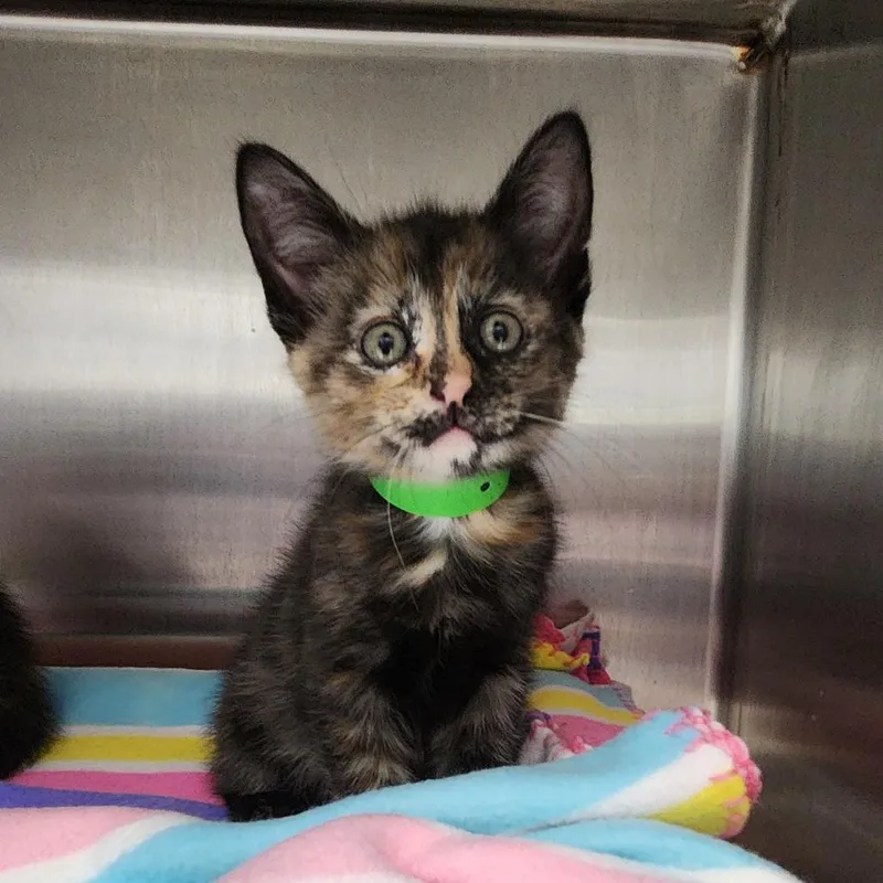 A baby small-sized female Black Domestic Short Hair cat named Betsy for adoption in Fort Wayne, IN